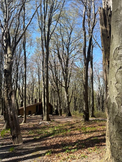 The image depicts a path through a forest in Ichera, Bulgaria. Tall trees line both sides of the path, their branches reaching up and forming a dense canopy above. The trees are mostly bare, but some have budding leaves, suggesting early spring. Sunlight filters through the branches, creating shadows on the ground. A small wooden building is visible amongst the trees on the right side of the path. The ground is covered with fallen leaves and some patches of green vegetation. The image is taken from a low angle, looking up through the trees.
