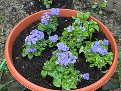 A terra cotta pot filled with dark soil contains several clusters of bright green leafy plants adorned with small, fluffy, lavender-blue flowers. The pot is positioned outdoors on dark soil, which appears to be a garden bed, with some scattered green foliage and twigs visible in the background. The scene is well-lit by natural light. The overall impression is one of a small, cultivated garden area, possibly in a residential setting in Podolsk, Russia.