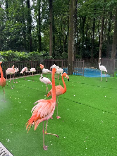 The image depicts a group of flamingos on a vibrant green artificial turf ground. The flamingos are of varying shades of pink and white, with some standing on one leg and others bending to preen. In the background, a wooden fence encloses a small, shallow pool of blue water, surrounded by lush green trees and foliage. The overall setting suggests an enclosure or habitat for these birds, likely within a zoo or park. The image appears to have been taken in Pudong, China, given the context provided.