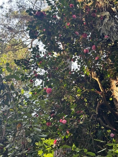 The image captures a view looking up into a dense canopy of trees and flowering bushes. Pink blossoms are scattered throughout the green foliage. Branches of the trees interweave, partially obscuring the sky. The location is in Tsanbaikwara, Abkhazia.