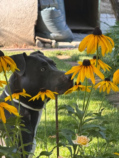 The image depicts a dark-colored dog, possibly a pit bull mix, in a garden setting. The dog has a white collar and is positioned behind a cluster of yellow coneflower-like flowers, some of which are in focus in the foreground and midground. The dog's head is turned to the right, with its left eye visible. In the background, a rough-textured, light-colored structure, possibly a wall or building, is visible along with a large, light blue tarp or bag. The ground is covered with green grass, and the overall lighting suggests it is daytime with sunlight casting shadows. The location is identified as Tvarditsa, Bulgaria.