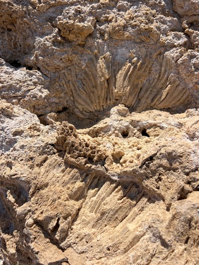 The image displays a close-up view of fossilized coral formations on a rocky surface, bathed in harsh sunlight. The texture of the coral is intricate, with a honeycomb-like pattern in some areas and striated, finger-like projections in others. The color palette consists of earthy tones, primarily shades of beige, tan, and off-white, highlighting the porous and weathered nature of the fossils. There are small crevices and holes visible within the coral structures. The overall scene suggests a natural, geological formation. No people, animals, or human-made objects are present. This geological formation is consistent with the types of fossilized coral found along the coastlines of Sharm El Sheikh, Egypt, particularly in areas known for their marine fossil deposits.