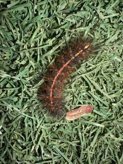 An extreme close-up, overhead shot shows a dark brown caterpillar with a prominent orange stripe running down its back, situated on a bed of meticulously manicured green grass. The caterpillar is fuzzy with numerous fine hairs and appears to be moving. To the right of the caterpillar, a small, dried, brown leaf lies on the grass. The scene is indoors or in a controlled environment, possibly a miniature display or a well-maintained garden bed, given the uniform texture and arrangement of the grass. There are no humans or recognizable landmarks present that would indicate a specific location within Karon, Thailand.