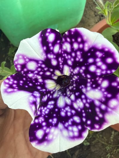 A close-up shot focuses on a single petunia flower with a unique variegated pattern of deep purple and white. The purple coloration is speckled with numerous white spots of varying sizes, creating a starry or speckled effect. The white areas of the petals are predominantly at the edges and radiate inwards towards the center. The flower is held by a hand, with the skin texture visible in the lower left portion of the frame, suggesting the flower is being examined or presented. In the background, a portion of a bright green object, possibly a watering can or container, is visible at the top left. To the right, a terracotta pot rim and some green foliage are slightly out of focus, indicating an outdoor setting, likely a garden or balcony. The image does not contain any identifiable landmarks or elements that would indicate its specific location within Granovshchina, Russia.