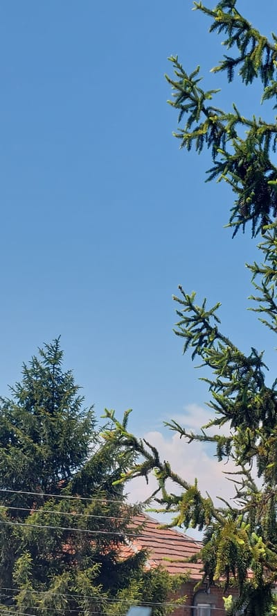 The image shows a bright, clear sky with scattered clouds, framing evergreen trees and the tiled roof of a building. In the foreground, a spruce tree branch extends into the frame from the right, its needles a vibrant green with lighter tips. Behind it, to the left, another larger evergreen tree is visible, its dense foliage partially obscuring a building's roof. The roof has reddish-brown tiles. Several horizontal power lines are visible across the lower portion of the image, stretching in front of the trees and the building. The scene appears to be in a residential area, likely Yagodovo, Bulgaria, given the architectural style and vegetation.