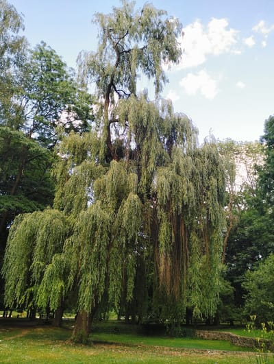 The image shows a large weeping willow tree in a park setting. The tree is the dominant subject, with its long, trailing branches creating a curtain of green leaves. Behind the willow, other trees are visible, forming a dense forest. The ground is covered in grass, with some scattered white flowers. A stone wall can be seen in the background, and the sky is blue with a few white clouds. The image appears to be taken during the daytime.
The specific location within Lviv, Ukraine is not identifiable from the visual information provided in the image.