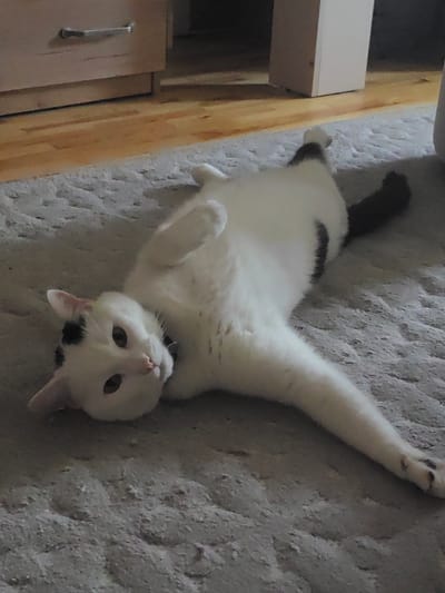 A white cat with black markings is lying on its back on a textured grey carpet. The cat's head is tilted to its left, and its eyes are open, looking towards the viewer. One of its front paws is raised. The cat is wearing a dark collar. In the background, a wooden floor is visible, and a light-colored dresser or cabinet with a metal handle is positioned to the left. To the right, a portion of a light-colored rectangular object, possibly furniture, is also visible. The overall environment appears to be an indoor setting, likely a home. The image does not contain any information or elements that can be used to determine its location in the city of Hrodna, Belarus.