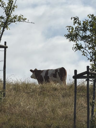 A brown and white cow stands on a grassy hill under a cloudy sky. The cow is facing left and appears to be grazing. In the foreground, there are two wooden fence posts with barbed wire strung between them. Trees with green leaves are visible on either side of the frame. The scene is set in a rural area, likely in the vicinity of Junglinster, Luxembourg. The lighting suggests it is daytime, with diffused sunlight filtering through the clouds. The overall impression is a pastoral landscape.
