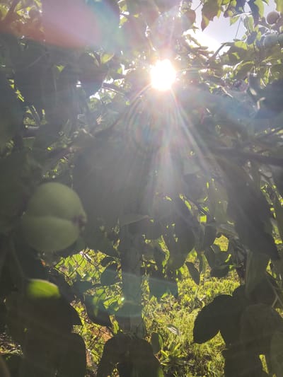 This is a low-angle, close-up shot looking up through the branches and leaves of a tree. The sun is shining brightly, creating a strong lens flare effect with prominent light rays radiating outwards. In the foreground, a light green, round fruit, possibly an apple or a plum, hangs from a branch, partially obscured by leaves. Behind the fruit and branches, a chain-link fence is visible, with sunlight filtering through its diamond-shaped openings. Beyond the fence, a grassy area bathed in sunlight suggests an outdoor setting, possibly a garden or yard. The overall impression is one of a bright, sunny day, likely in the late morning or early afternoon, given the intensity of the sun. The abundance of green leaves and the presence of fruit indicate a time of year conducive to growth and harvest, possibly late spring or summer. The image evokes a feeling of warmth and natural beauty. There is no visible text in the image. The setting appears to be in Mokshan, Russia.