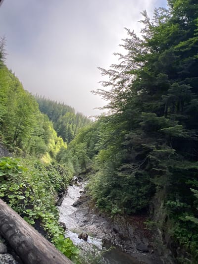 An overcast sky looms above a narrow mountain stream cutting through a dense, verdant forest. The stream, with its water appearing milky or silty, flows over a rocky bed. The left bank is densely vegetated with large-leafed plants and smaller greenery, while the right bank is a steep, rocky incline covered in trees. In the foreground, a thick, weathered wooden log lies horizontally, partially obscuring the view of the stream and vegetation. The surrounding forest is characterized by a mix of deciduous and coniferous trees, with some trees displaying bright green foliage illuminated by patches of sunlight that break through the clouds. The overall atmosphere is one of a wild, natural mountain environment, possibly in the Carpathian Mountains region near Yasinya, Ukraine.