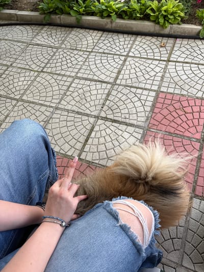 The image captures a close-up view of a person's legs, clad in ripped blue jeans, sitting on a tiled patio. A fluffy dog's tail is prominently visible, resting on the person's lap. The patio tiles are a mix of grey and pink, arranged in a circular pattern. In the background, green plants are visible, suggesting an outdoor setting. The location is identified as Panagyurishte, Bulgaria. The person's hands are also visible, with one hand adorned with bracelets and the other appearing to be touching the dog. The overall scene depicts a casual moment of relaxation in an urban outdoor environment.