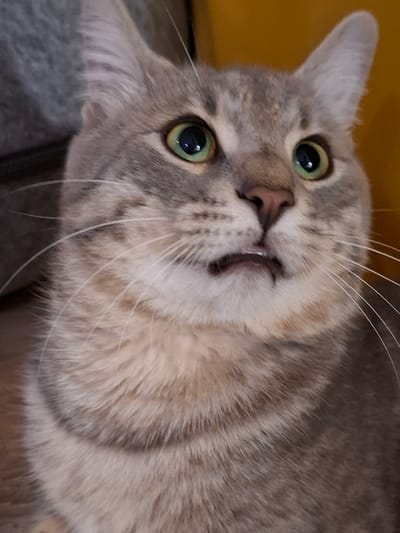 A close-up shot captures a grey tabby cat with wide, green eyes and a slightly open mouth, revealing a glimpse of its teeth. The cat's fur exhibits a mix of grey and beige stripes, and long white whiskers fan out from its muzzle. The background is softly blurred, with a hint of a warm yellow surface on the right and a darker, textured area on the left. The image does not contain any information about the city of Zemun Urban Municipality, Serbia.