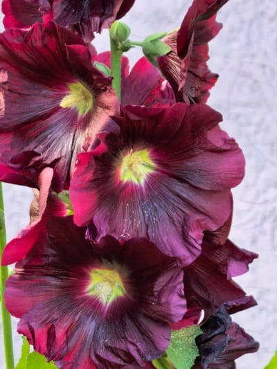 A close-up, vertical shot displays a cluster of deep burgundy hollyhock flowers against a pale, textured background. The flowers, with their ruffled petals, are the central focus, showcasing vibrant yellow stamens at their centers. Some petals are partially open, revealing delicate veins and a soft sheen, while others appear more closed or slightly wilted. A green stem and leaves are visible, as is a small, closed bud at the top. The lighting highlights the rich color and texture of the flowers, casting subtle shadows that add depth to the composition. The scene appears to be an outdoor setting, likely in a garden or park, but no specific location within Sterlitamak, Russia can be determined from the visual information provided. There are no people or discernible actions captured in the image.