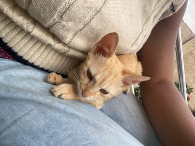 A close-up, overhead shot captures a ginger kitten nestled on a person's lap. The kitten, with its distinctive orange fur and tabby markings, is resting comfortably on the light blue denim of jeans. A portion of a cream-colored knitted sweater is visible, draped over the person's legs and partially covering the kitten. The kitten's front paws are tucked beneath its body, and its head is turned towards the viewer, revealing its delicate facial features. The background suggests an outdoor setting, with a hint of a railing and some greenery, potentially in Keffi, Nigeria, though specific landmarks are not identifiable. The lighting is natural and soft, highlighting the textures of the kitten's fur and the fabrics.