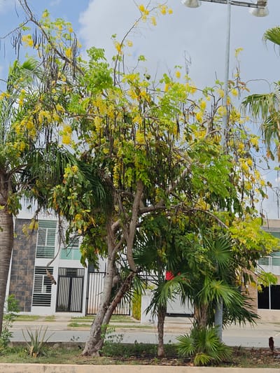 The image depicts an outdoor scene in Cancún, Mexico, featuring a flowering tree with yellow blossoms and long, dark seed pods. The tree is lush with green foliage and its branches are laden with its distinctive floral and seed displays. Interspersed with the flowering tree are palm trees, their fronds adding a tropical element to the landscape.

In the background, a modern building with a dark tiled facade and white accents is visible. The building has large windows and a black metal gate, suggesting a residential or commercial property. The street in front of the building is paved, and there is a low concrete barrier separating the road from the grassy area where the trees are planted.

The sky is partly cloudy, with patches of blue visible, indicating fair weather, likely during daylight hours. A tall lamppost with two lights stands near the flowering tree, partially obscured by the branches.

The scene is tranquil and captures a natural element, the flowering tree, within a developed setting. There are no people or explicit activities taking place. The overall impression is one of a sunny day in a tropical urban environment. No visible text is present in the image.