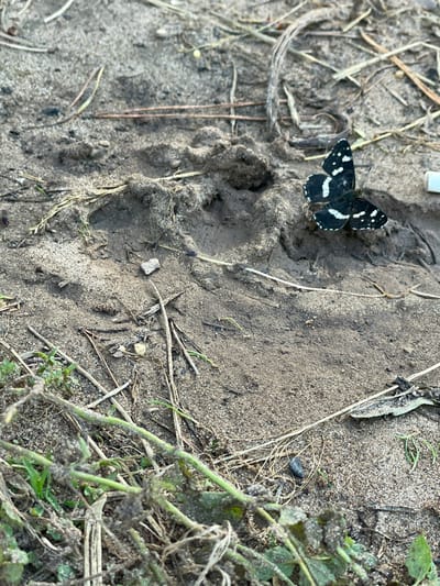 In the city of Olkhovka, Russia, a close-up, ground-level photograph captures a black butterfly with white markings resting on sandy soil. The butterfly's wings are partially open, revealing a pattern of white spots and bands against a dark background. The surrounding environment consists of loose, granular sand with scattered dry twigs, small stones, and some sparse green vegetation in the foreground. The texture of the sand and the organic debris suggests an outdoor setting, possibly a natural or semi-natural area within or near the city.