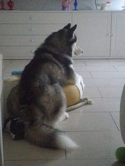 A medium-sized grey and white Alaskan Malamute breed dog is lying on its back in an indoor setting. The dog is positioned on what appears to be a light-colored dog bed. The background consists of a wall with vertical panels. In the lower left corner, a white cabinet with multiple drawers is visible. The location is not specified.