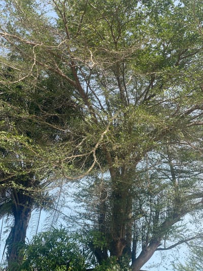 The image shows the view looking up into the canopy of a large tree in Ikoga, Nigeria. The branches are a mix of bare and leafy, partially obscuring a bright, clear sky. The overall composition is dominated by the texture and patterns of the tree limbs and foliage. Some palm fronds are also visible.