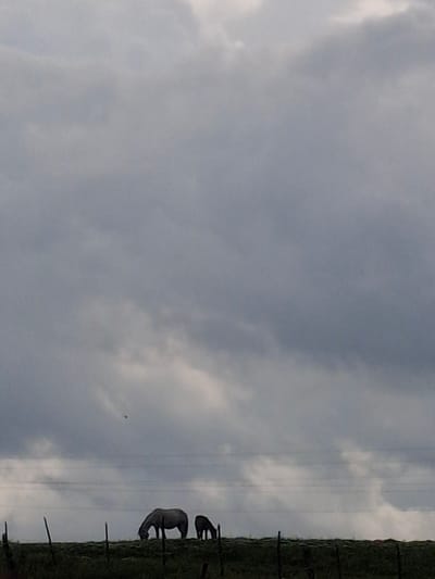 The scene depicts two horses grazing in a field under an overcast sky. A barbed wire fence separates the field. Power lines stretch across the sky. While the location is stated as Krumovgrad, Bulgaria, there is no contextual information within the image to independently verify this.