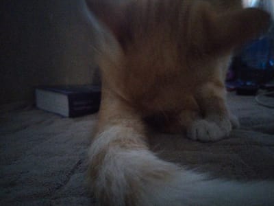 This media file captures a close-up, low-angle view of a ginger cat resting on a textured surface, likely a blanket or rug. The lighting is dim, suggesting an indoor setting, possibly at night or in a dimly lit room. The cat's body is the primary subject, with its hindquarters and tail prominently featured. The tail is long and fluffy, blending into the background. One of the cat's paws is visible, showing its soft pads.
In the background, a small, rectangular object, likely a book, is partially visible to the left of the cat. It appears to be dark blue or purple with a white edge. Further in the background, out of focus, there are hints of other objects, including what might be electronic devices with some blue lights, suggesting a living space.
The image lacks specific cues about the time of day or weather conditions, as it's an indoor shot. The overall mood is calm and relaxed, conveyed by the cat's resting posture. There is no visible text in the image. The location context provided is Chita, Russia, but there are no explicit visual indicators within the image to confirm this specific location.