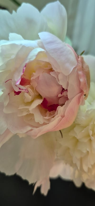 A close-up, slightly blurred shot captures the delicate petals of a light pink and white peony flower. The petals are layered and unfurling, revealing hints of deeper pink and red at their edges and centers. The background is softly out of focus, with muted tones of green and cream, suggesting a garden or floral arrangement. A dark, blurred area at the bottom of the frame might indicate a surface or shadow. The image provides no information about its location in Wrocław, Poland, or any people, actions, or specific interactions.