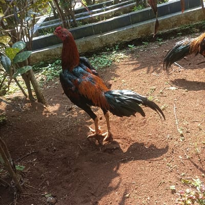 The image depicts an outdoor scene in Pasir Muncang, Indonesia, under bright sunlight. The foreground consists of reddish-brown dirt ground with sparse patches of green vegetation. A rooster stands prominently in the left-center, facing slightly left. This rooster has a red comb, dark red and auburn feathers on its neck and back, and iridescent black and dark green plumage on its body and tail, which curves upwards. Its legs are yellowish-brown with visible spurs. The partial view of a second rooster, displaying similar dark iridescent and auburn tail feathers, is visible on the right side of the frame. In the background, a multi-tiered concrete or stone structure, possibly steps or a wall, is visible, partially obscured by various thin-stemmed plants and foliage on the left. Distinct shadows are cast on the ground, indicating direct sunlight and daytime conditions. No human figures are present.