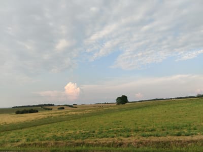 This media file depicts a wide, pastoral landscape under a cloudy sky. The scene is dominated by rolling hills covered in a patchwork of green and golden fields, suggesting agriculture. In the mid-ground, a solitary, dark green tree stands prominently on the crest of a hill. Further in the distance, a line of trees creates a dark, dense border along the horizon, with smaller clusters of trees dotting the landscape. A large, puffy cloud, tinged pink at its base, is visible against the paler sky in the left portion of the frame, hinting at either sunrise or sunset. The overall lighting suggests it is either early morning or late afternoon. The weather appears to be partly cloudy with a possibility of changing conditions. No people or specific objects are identifiable beyond the natural elements of the landscape. The image evokes a sense of tranquility and natural beauty. The location context of Jiřice, Czechia, places this scene within a Central European rural setting. There is no visible text in the image.
