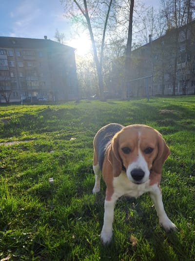 A beagle lies on a patch of green grass. The dog has a brown head, white chest and legs, and a dark gray back. The dog is positioned in the center of the image. The background contains a blurred view of a building and trees, typical of urban environments. The bright sunlight and style suggest this may be a park or green space within Elektrostal, Russia. No people are visible.