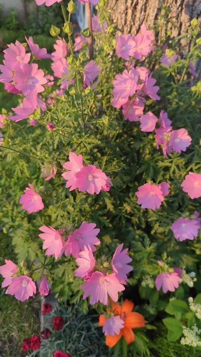 A vertical, close-up, eye-level shot captures a dense cluster of bright pink mallow flowers in bloom, set against a blurred background of lush green foliage and a textured tree trunk. The sunlight catches the delicate petals, highlighting their veined texture and soft luminescence, with some flowers fully open and others still budding. The scene is set outdoors in a garden environment, likely within the city of Montreal, Canada, given the flora. The overall impression is one of natural beauty and vibrant life, bathed in warm, late-afternoon light. No people or animals are present in the frame.