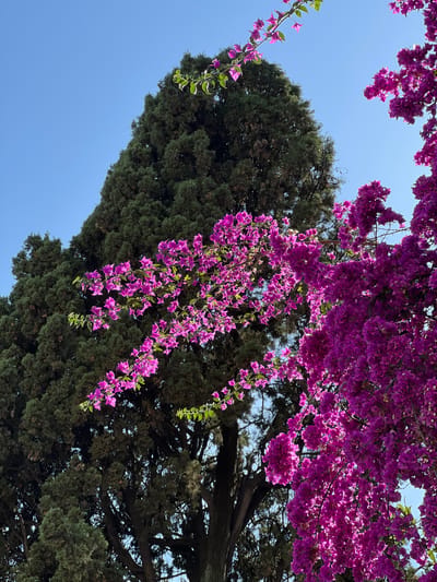A vibrant outdoor scene captured from a low-angle perspective, looking upwards towards a clear blue sky. The image is dominated by abundant, richly colored purple bougainvillea flowers, cascading from the top and left side of the frame. These bougainvillea bracts appear bright and almost luminous, suggesting they are backlit by the sun.
Behind the bougainvillea, a large, dense evergreen tree, likely a cypress given the location context of Rome, Italy, fills the right and lower portions of the frame. Its dark green foliage provides a strong contrast to the bright purple flowers and the clear sky. Parts of the tree's branches and trunk are visible through gaps in the bougainvillea, showing its texture and form.
The weather is sunny and clear, indicative of a bright day, possibly midday or early afternoon, given the intensity of the light. No people or artificial objects are visible, emphasizing the natural beauty of the flora. The scene evokes a sense of tranquil, sun-drenched Mediterranean beauty, characteristic of Rome. There is no visible text in the image.
