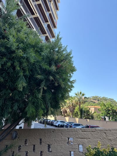 This is an eye-level, medium shot capturing an outdoor scene in Sant Feliu de Guíxols, Spain. The foreground is dominated by a lush, green, leafy tree with thin, needle-like leaves, obscuring much of the scene. Behind the tree, a modern, multi-story building with a repeating pattern of balconies and brown siding is visible on the left. The building has a contemporary architectural style with white railings on its balconies.
To the right of the tree, a light-colored, textured building wall is present, featuring several square openings that reveal a brick interior. A light fixture is attached to this wall. Further back, a row of parked cars, predominantly dark-colored, lines a street. Beyond the cars, a hill covered in dense green trees slopes upwards, with glimpses of older stone structures on its side. A palm tree is also visible among the foliage on the hill.
The sky is a clear, bright blue, indicating it is daytime, likely with good weather. The overall impression is one of an urban environment integrated with nature, possibly a residential area. There is no visible text in the image, and no people are present. The scene appears peaceful and static.