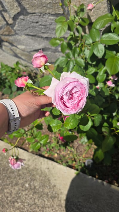 A hand with a white watch on its wrist is holding a light pink rose in front of a stone wall and green foliage. The rose is in full bloom, with many delicate petals. Several rose buds and a wilting pink rose are visible in the background. The scene appears to be outdoors, possibly in a garden or yard, with the sun casting shadows on the stone wall. The image does not provide specific location details within Rudnik, Bulgaria.