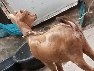 In Barden Yana, Nigeria, a light brown goat stands near a black container. The goat has a light brown coat and appears to be leaning forward, with its head turned to the left. A piece of bright blue fabric is visible to the left of the goat, and a light-colored, possibly metal, surface is behind it. The ground is covered in a light-colored, sandy material.