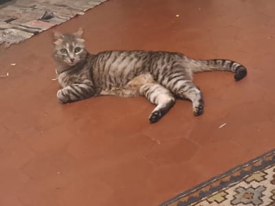 A tabby cat with green eyes is lying on a reddish-brown tiled floor. The cat is facing left, with its head slightly turned towards the camera. Its body is stretched out, with its front paws tucked beneath it and its back legs extended. The cat's tail is curled around its body. The floor is bare except for a small, light-colored rug in the lower right corner and another rug or textile in the upper left corner. The lighting suggests an indoor setting. This image does not provide any specific information to determine its location within the city of Turin, Italy.