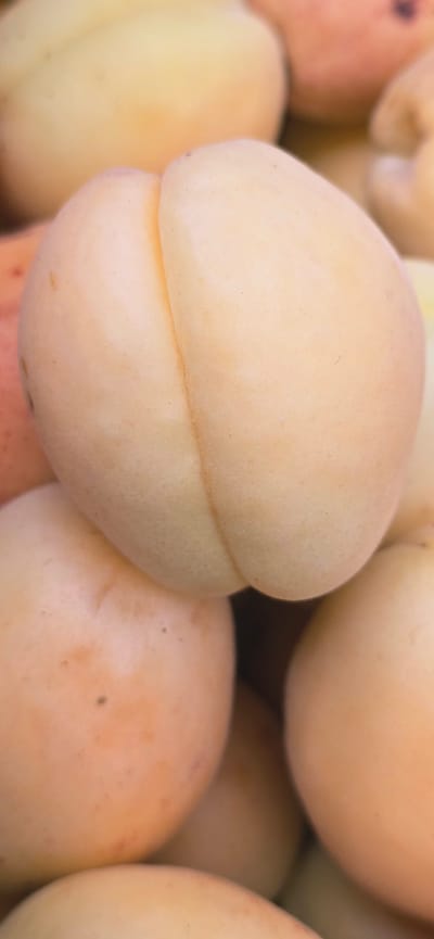 A close-up, vertical, full-frame shot displays a pile of ripe apricots. The focal point is a single apricot in the center, its skin a pale orange with a prominent seam running down its middle. The fruit is softly illuminated, highlighting its smooth texture and the subtle blush of color on its surface. The surrounding apricots are slightly out of focus, creating a sense of depth and abundance. The color palette is dominated by warm, peachy tones, with hints of yellow and pink. The image appears to be taken in a natural light setting, likely a market stall or a home kitchen, given the organic nature of the fruit arrangement. There is no indication of a specific location in Baku City, Azerbaijan, as the image focuses solely on the produce itself.
