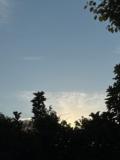 The image shows a silhouetted view of trees against a light blue sky with wispy clouds. The sun is setting, casting a warm glow that is visible through the foliage. There are no people or specific landmarks visible in the scene. The location is described as Zatoka, Ukraine, but no identifying features confirm this.