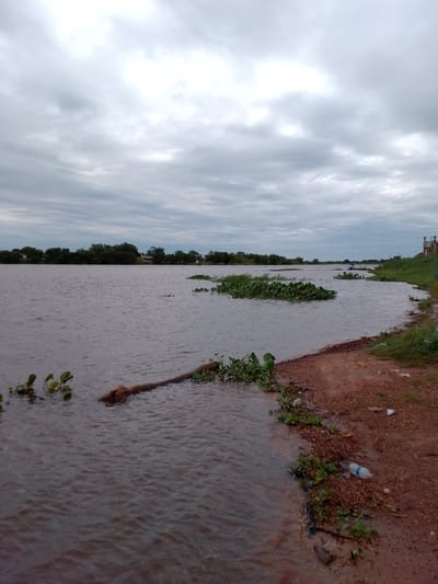 The image captures a wide, reddish-brown river under a heavily overcast sky. The water, rippled by a gentle current, fills the majority of the frame. Scattered patches of green aquatic plants, possibly water hyacinths, float in the mid-ground and along the shore.

On the right side, a reddish-brown dirt bank slopes down to meet the water, dotted with some green vegetation. A light blue plastic bottle lies discarded on this shore, indicating human litter. Closer to the foreground, a substantial log or branch is partially submerged in the water, extending from the left.

The distant bank across the river is lined with a dense growth of green trees, with glimpses of buildings nestled among them, suggesting a rural or semi-urban setting. On the far right horizon, a decorative structure, possibly part of a building or monument, is faintly visible.

The sky is completely covered with soft, grey clouds, diffusing the light and creating an even, subdued illumination. The scene appears calm and quiet, characteristic of a cloudy day. There are no people visible, and no specific activities are taking place. The overall impression is one of a natural riverine landscape, potentially the Paraguay River in Concepción, Paraguay, given the reddish hue of the water and soil. No text is visible in the image.