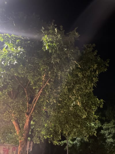 A large, leafy tree dominates the foreground of this nighttime image, its branches and foliage illuminated by artificial light sources, creating a dappled effect. The leaves are a vibrant green, some appearing lighter where directly hit by the light, while others are cast in shadow. The trunk of the tree is thick and textured, with visible bark. In the upper left portion of the image, a bright beam of light cuts through the darkness, suggesting a strong directional light source, possibly a streetlight or a spotlight. The background consists of a dark night sky and the indistinct shapes of other trees and vegetation, also dimly lit. The setting appears to be an urban or semi-urban environment, consistent with a location in Podgorica, Montenegro, where such trees are common along streets and in parks. There are no visible people or specific actions taking place. The overall mood is one of quiet, nocturnal illumination.