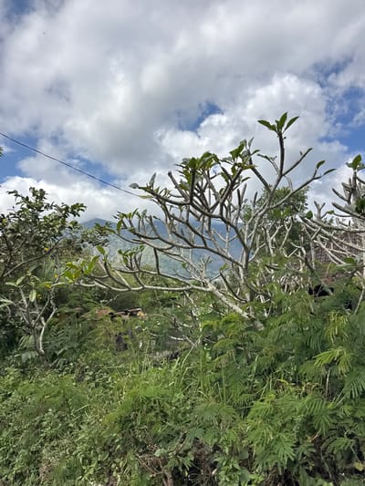 The image depicts an outdoor scene in Kintamani, Indonesia, under a partly cloudy sky. The foreground is dominated by lush green vegetation and the branches of trees, some bare and gnarled, others with green leaves. In the mid-ground, hints of structures with reddish-brown roofs are visible amongst the foliage, suggesting a settlement or dwellings. Beyond the vegetation, a mist-shrouded mountain range rises, its slopes covered in dense greenery. A power line runs diagonally across the upper portion of the frame. The overall impression is one of a natural, somewhat wild landscape on a day with scattered clouds.