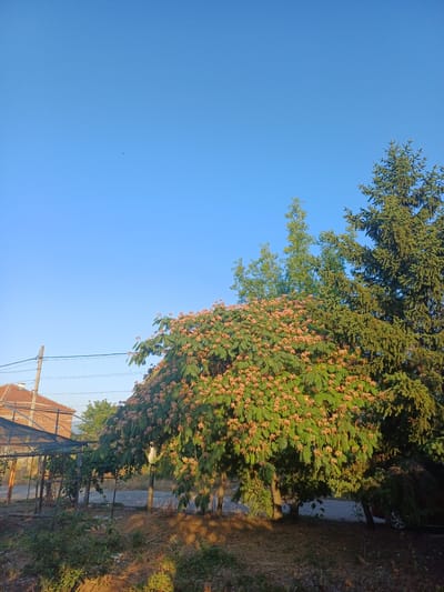 In Cheshnegirovo, Bulgaria, a clear blue sky forms the backdrop for a scene featuring a variety of trees and a hint of residential structures. To the left, a traditional tiled roof of a house is visible, along with a utility pole and power lines. Adjacent to the house is a greenhouse-like structure with a metal frame and mesh covering. Dominating the center and right of the image is lush greenery. A large tree with delicate, feathery leaves and clusters of small, light-colored flowers is prominently displayed. To its right, a tall, dark green evergreen tree, likely a spruce or fir, stands out. The ground below is covered with dry leaves and sparse vegetation, suggesting an outdoor area. The lighting indicates it is likely morning or late afternoon, with soft sunlight casting shadows.