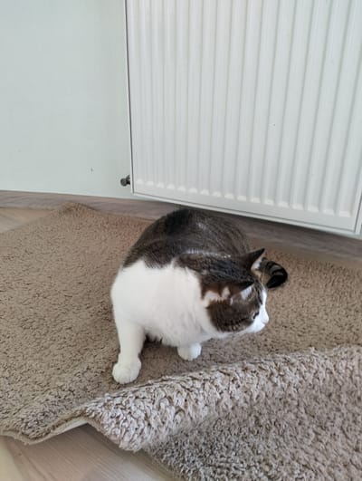 A cat sits on a brown, high-pile rug next to a white radiator. The cat is white with dark gray tabby markings on its back and head. The rug partially covers a light-colored wooden floor. The wall behind the radiator is pale green. The location of the image is not evident in Krykhivtsi, Ukraine.