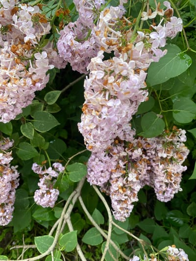 The image depicts a close-up view of lilac blossoms with green leaves and branches against a darker background. The lilac flowers are a pale pinkish-purple and are arranged in clusters. Some of the flowers show signs of browning, indicating they may be past their peak bloom. The leaves are a vibrant green, some with lighter veining. The branches are woody and brown. The overall impression is of a natural setting, likely a garden or park. There is no information about the location in Yuzhno-Sakhalinsk, Russia, present in the image.
