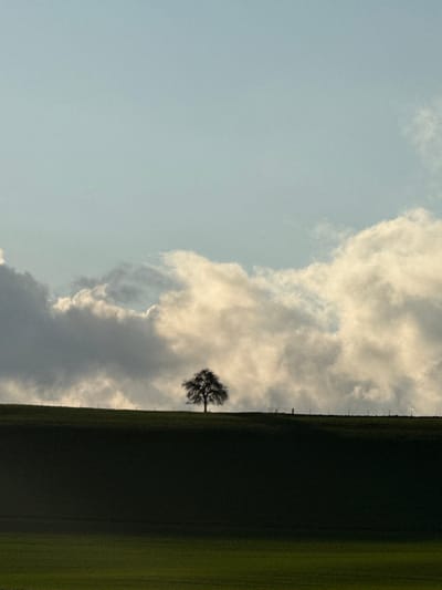 The image depicts a rural landscape near Grevenmacher, Luxembourg, characterized by a solitary tree silhouetted against a cloud-filled sky. The lower approximately 40% of the frame features a dark green, shadowed hillside, with a lighter green field visible at the bottom edge. A prominent crest runs horizontally across the mid-section of the image. Centered on this crest is a single, deciduous tree with bare branches, appearing as a dark silhouette. To the right of the tree, a faint fence line with several posts extends across the hill, including a visible gate structure further right. The upper approximately 60% of the frame is dominated by a sky with a light blue top transitioning downwards into large, voluminous cloud formations. These clouds exhibit bright, sun-kissed edges and varied grey undersides, suggesting a backlighting or side-lighting condition. No human figures or discernible actions are present.