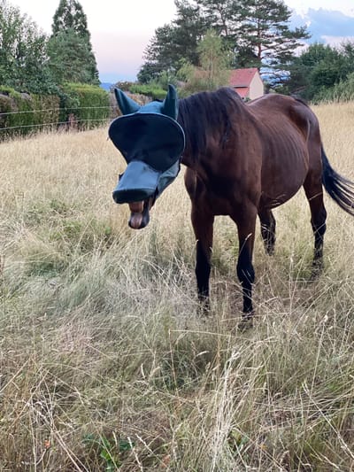 A dark brown horse is standing in a field of dry grass. The horse is wearing a dark green fly mask that covers its eyes and nose. The horse's mouth is open, revealing its teeth. In the background, there are trees, a house with a red roof, and a hazy sky. The location is a rural area.