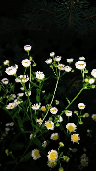 The image shows a cluster of white and yellow wildflowers at night, with dark green evergreen branches in the upper portion of the frame. The flowers are small and delicate, with thin white petals surrounding a yellow center. They are growing in a dense patch, with some flowers facing the viewer and others angled away. The lighting is dim, suggesting it was taken in low-light conditions, possibly with artificial light illuminating the flowers from below. The background is dark and out of focus, with the evergreen branches creating a soft, textured backdrop. No people or man-made objects are visible in the image, and there is no indication of a specific location within Horishni Plavni, Ukraine.