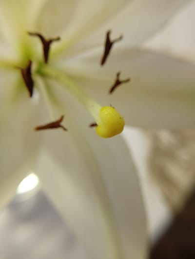 The image is a close-up, shallow depth of field shot of the pistil and stamens of a white lily. The pistil is elongated and tipped with a bright yellow stigma. The stamens, with their dark anthers, are visible around the pistil, some in focus and some out of focus. The petals of the lily are a soft white, blurred in the background. The lighting is soft, with a bright highlight visible on the lower left side of the image, suggesting a light source from that direction. There are no people or man-made objects in the image. The scene is a natural, floral subject. The location in Krasnyye Barrikady, Russia, is not visually discernible from the image itself.