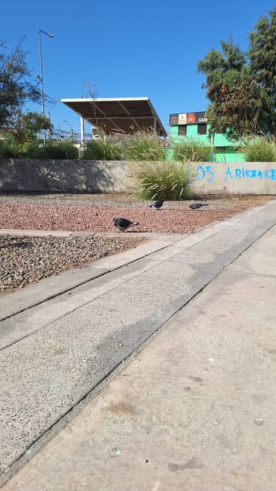 The image depicts an outdoor scene under a clear blue sky, likely in Arica, Chile, given the graffiti. In the foreground, a concrete path runs diagonally from the bottom right towards the left. Adjacent to this path is a narrow strip of gravelly ground, followed by a wider area covered in small, reddish-brown pebbles. A darker, larger-grained gravel area is visible to the left of the reddish pebbles.

Several pigeons are present in the scene. One pigeon, predominantly dark with some white markings, is standing on the reddish pebble area. Two other pigeons are also visible on the same pebble area, further into the background.

Behind the pebble-covered areas, there is a concrete wall. Above this wall, there is dense, tall, feathery grass. Further back, a modern-looking structure with a white, slanted roof supported by pillars is situated. To the right of this structure, a bright green building with dark windows is visible. The building has several logos or signs on its facade, including what appears to be a Jack Daniel's logo. Blue graffiti, partially obscured by the grass, is spray-painted onto the concrete wall in front of the green building. Part of the graffiti reads "LOS ARIKKAE".

The background is dominated by the clear blue sky and the tops of trees, some with sparse foliage and branches, others appearing greener and more dense. A tall, thin lamppost stands to the left of the image, near the trees. The overall environment suggests an urban or semi-urban setting with some landscaping.