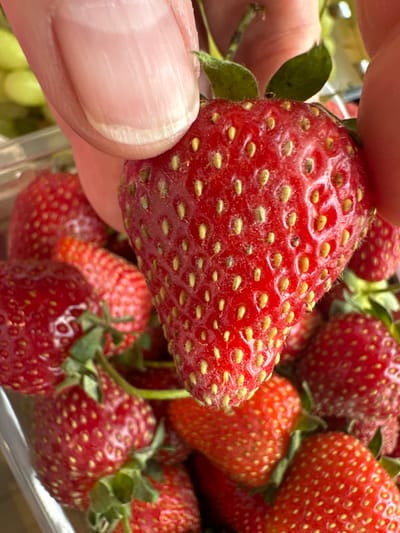 A close-up, high-angle shot captures a hand holding a bright red strawberry. The strawberry's surface is covered in small yellow seeds, and its stem is visible at the top. Other strawberries, also red and seeded, are clustered in the background, some appearing to be in a clear plastic container. The hand's skin tone is light, with visible fingernails. The overall lighting is bright, creating a natural and vibrant image of the fruit. There is no information available about the location in Podolsk, Russia.