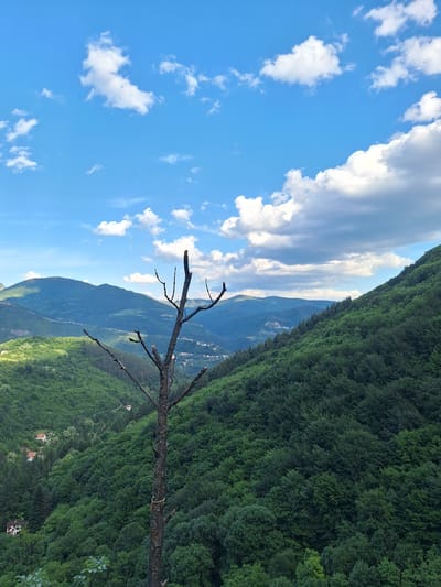 The image depicts a landscape in Zasele, Bulgaria. A dead tree branch is prominently positioned in the foreground, obscuring portions of the background. The background shows a hilly terrain covered with dense green vegetation and interspersed with buildings. The sky is visible in the upper left of the frame, with white clouds against a blue backdrop.