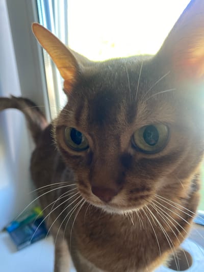 A close-up, eye-level shot focuses on the face of a brown tabby cat with striking green eyes. The cat's ears are prominent, and its whiskers are long and white. The background is blurred, showing vertical lines suggestive of blinds or a window frame, with bright sunlight streaming in from the right, creating a lens flare that partially obscures the cat's face. A blurry object, possibly a tube or pen with blue and green coloring, is visible in the lower left corner. The cat appears to be indoors, near a window. The provided location of Карабаново, Russia, does not appear to be directly indicated by any visual elements in the image.